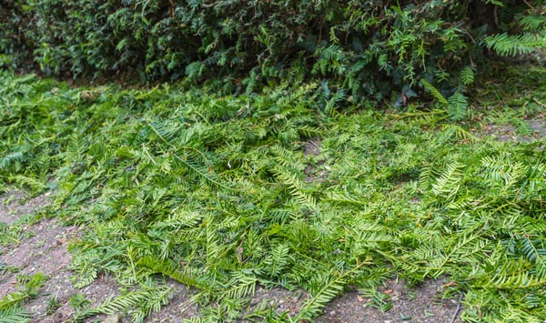 Grünabfall
